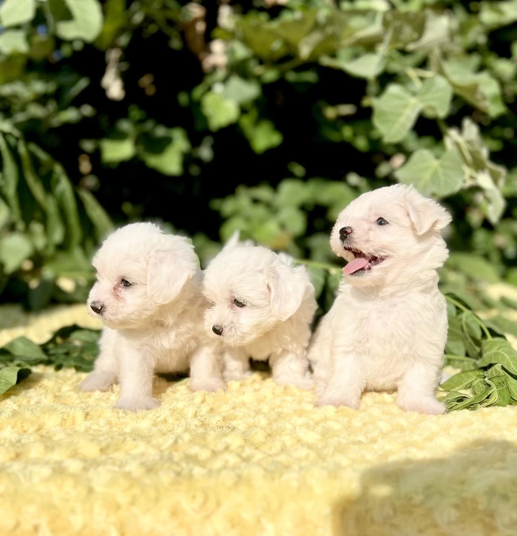 Kar Beyaz İrk Garantili Maltese Terrier Yavrular