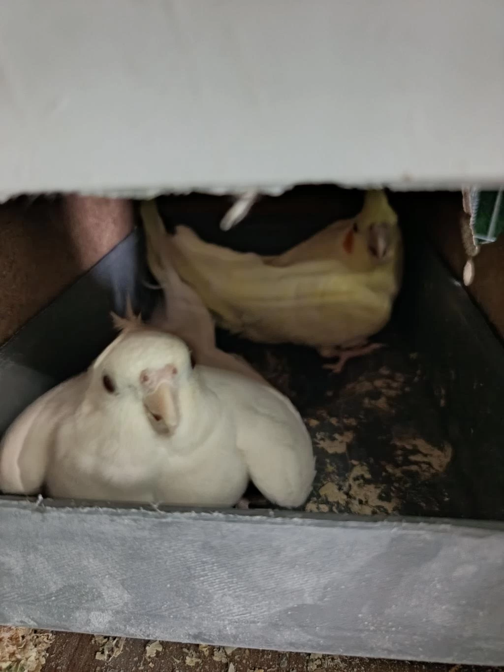 Lutino Albino Sultan Papağanı Takım