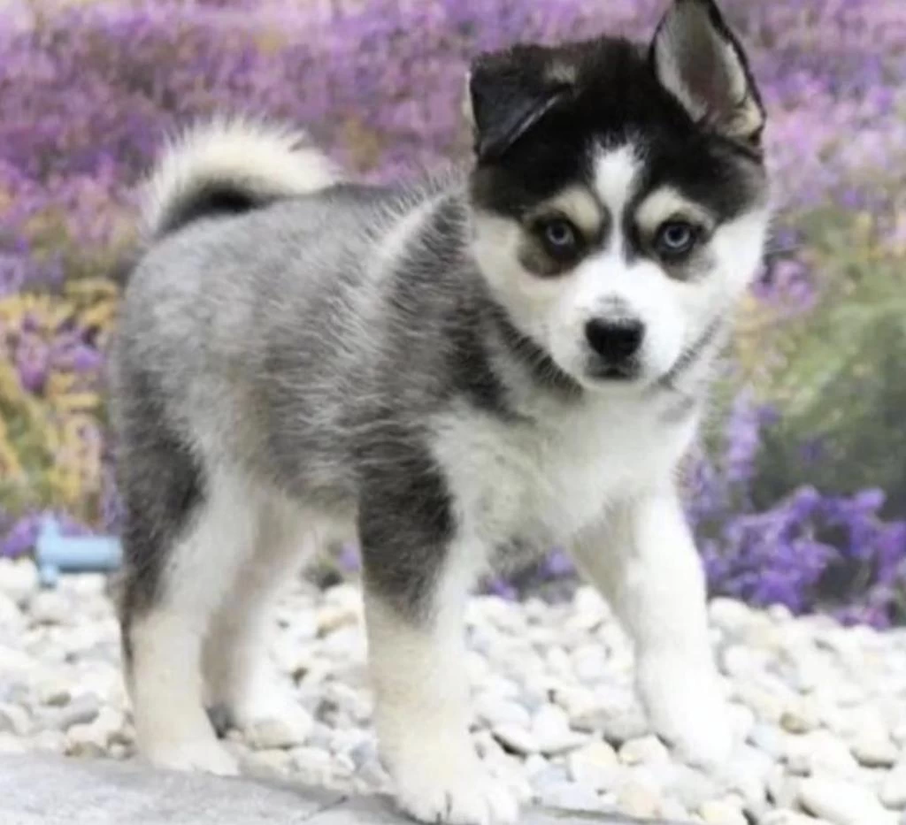 Husky Aa Kalite Köpekler