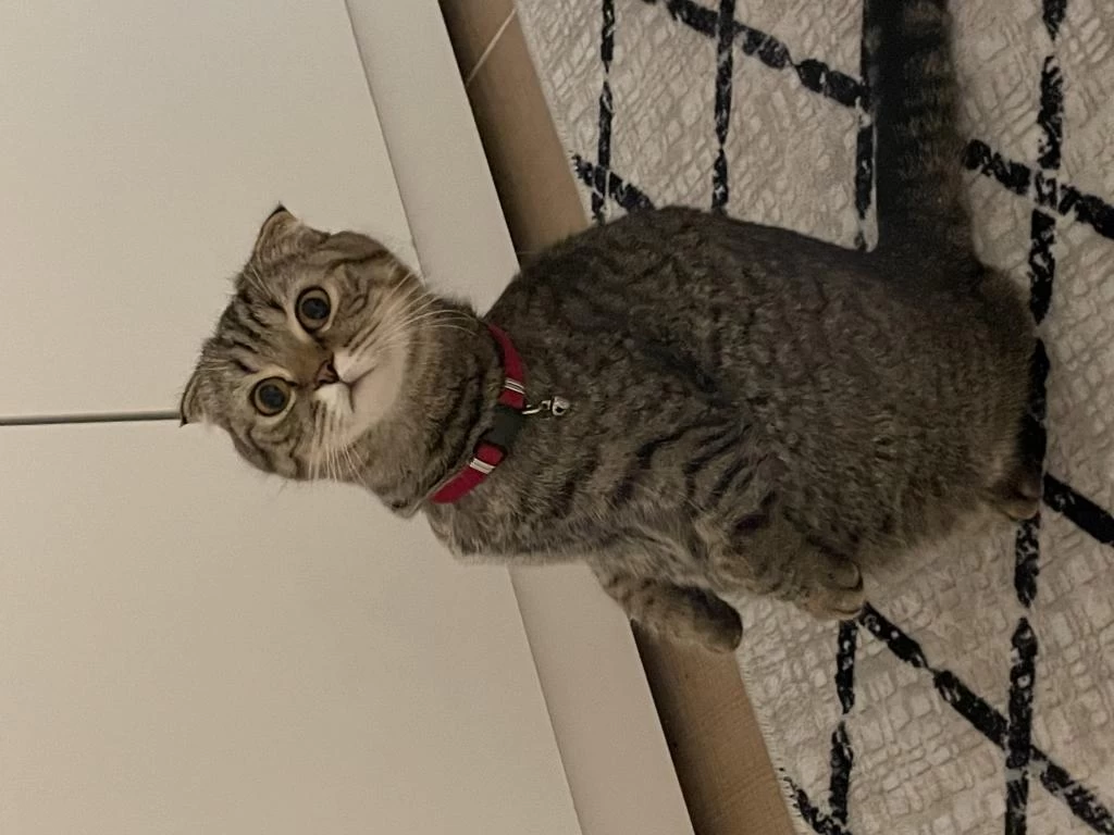 Scottish Fold Kızımıza Ömürlük Yuva Arıyoruz