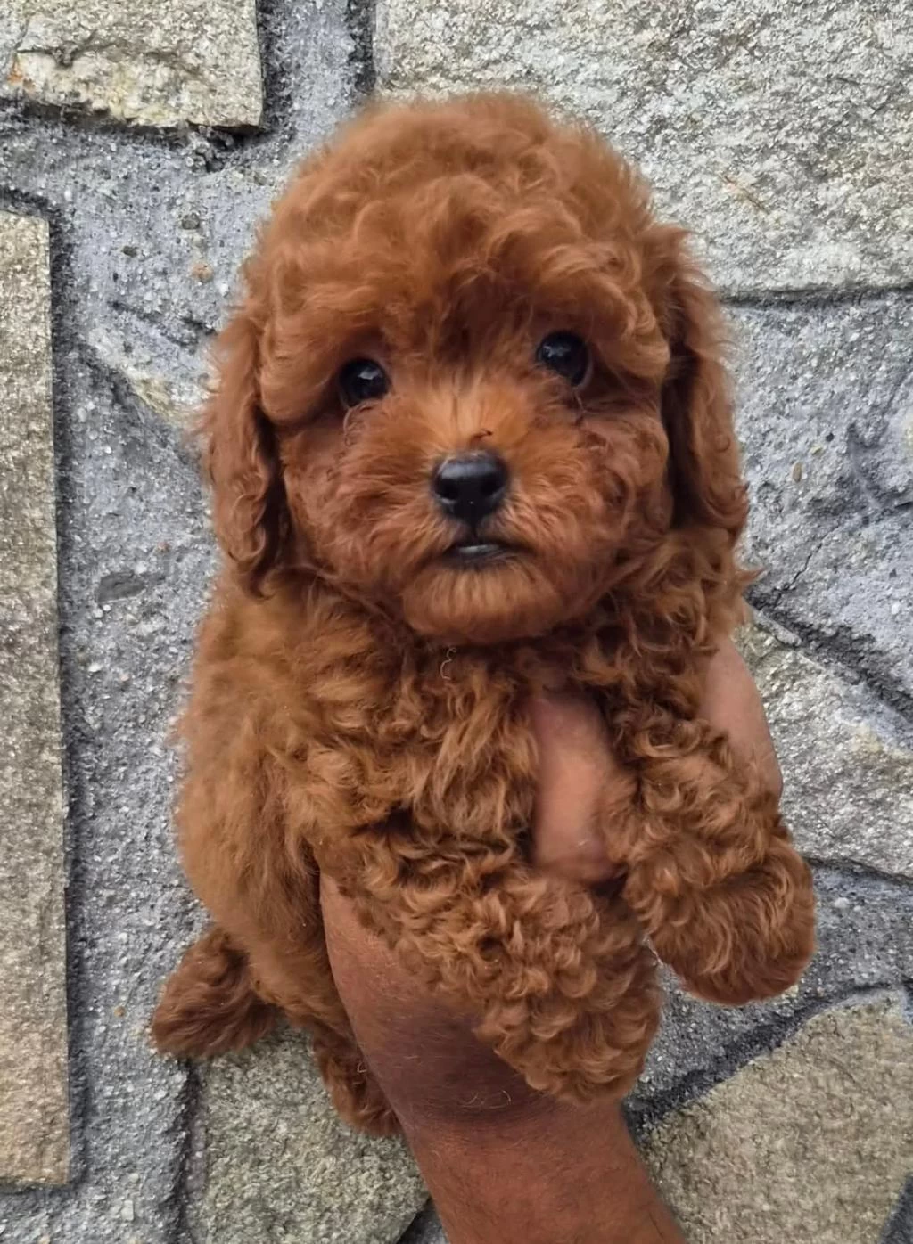 Toypoodle Yavrularımız