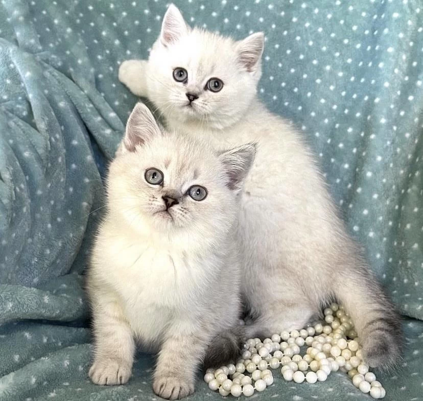 Masmavi Gözlü British Shorthair Yavrular