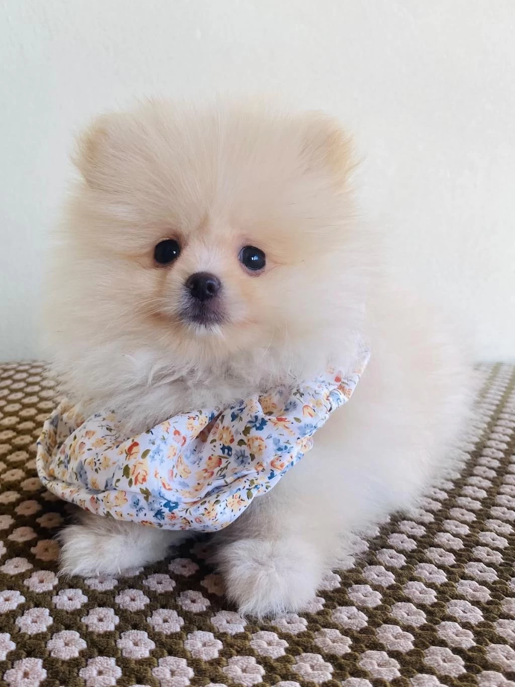 Pomeranian Kar Beyaz Yavrumuz