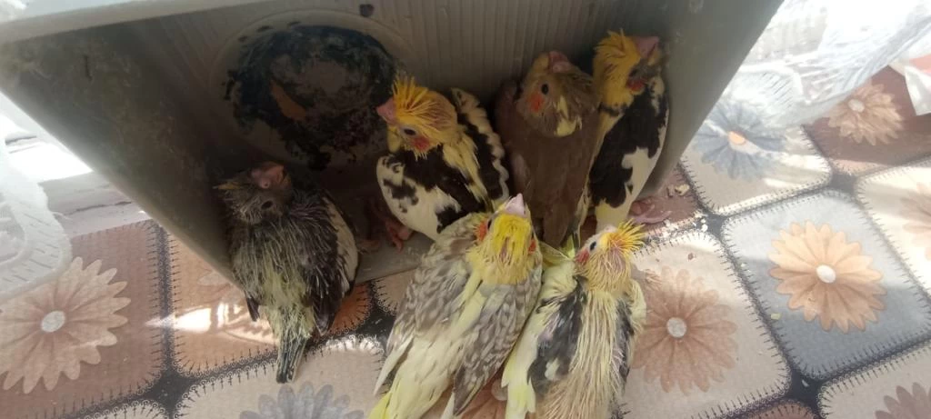 Sultan Papağanı Yeme Düştü El Beslemesi De Olur