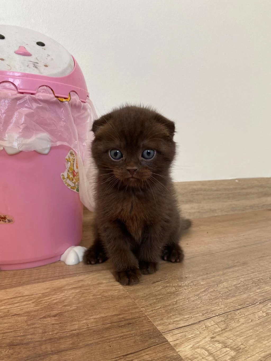 Çikolata Renkli Scottish Fold Yavrumuz Yuvasını Arıyor