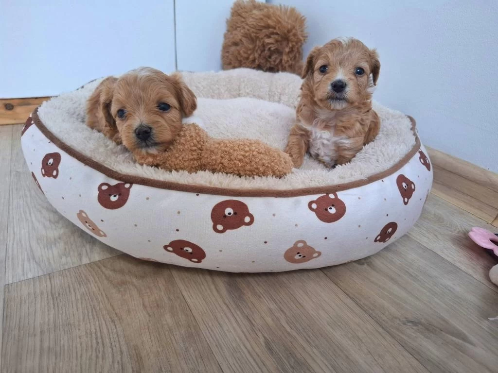 Ruhsatli Köpek Çiftliğinden Maltipoo Yavrularımız