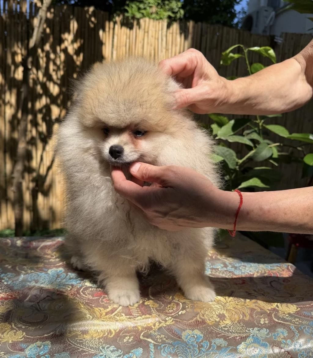A Kalite Erkek Pomeranian Boo