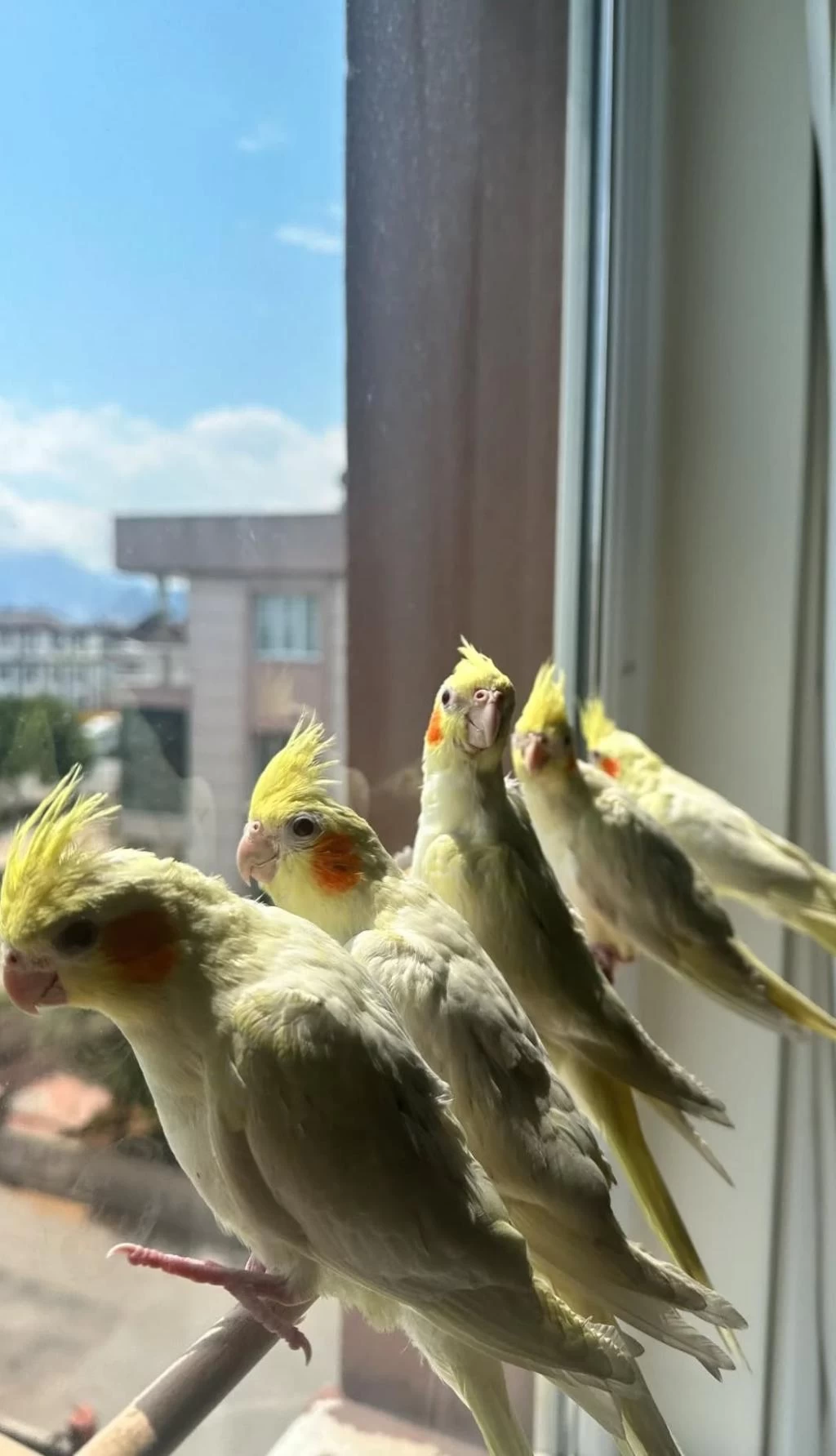 Üst Kalite Full Evcil Süt Bebek Sultan Papağanlar