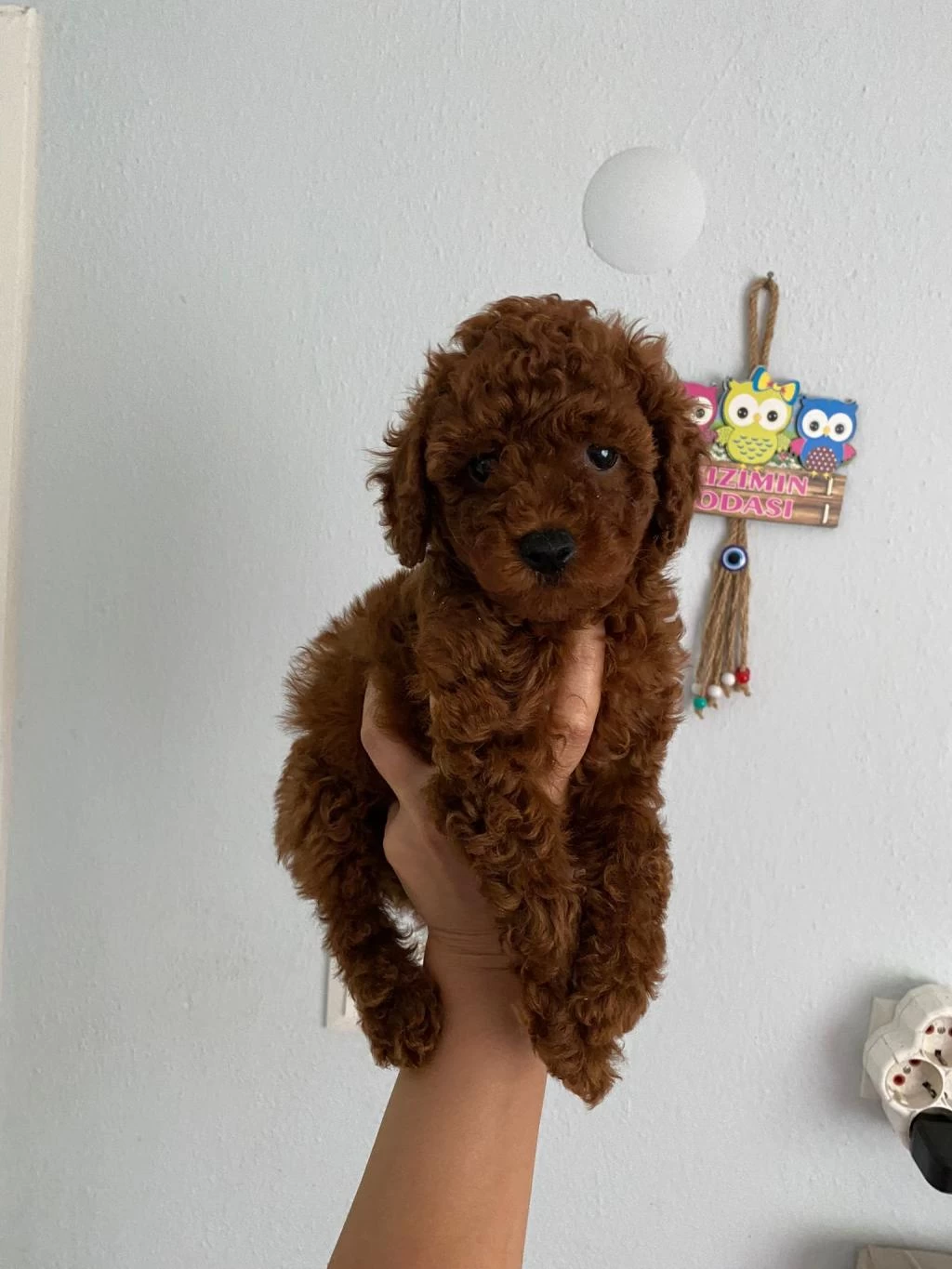Red Brown Poodle Yavrularım Orijinal
