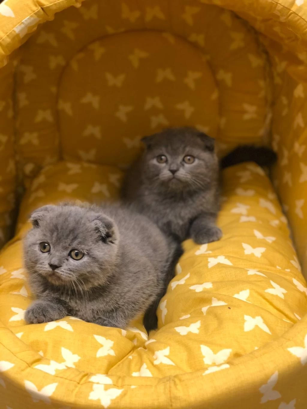 Baby Face Scottish Fold Yavrularim