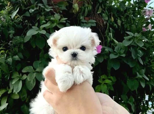 Mini Boy Maltese Yavrularımız