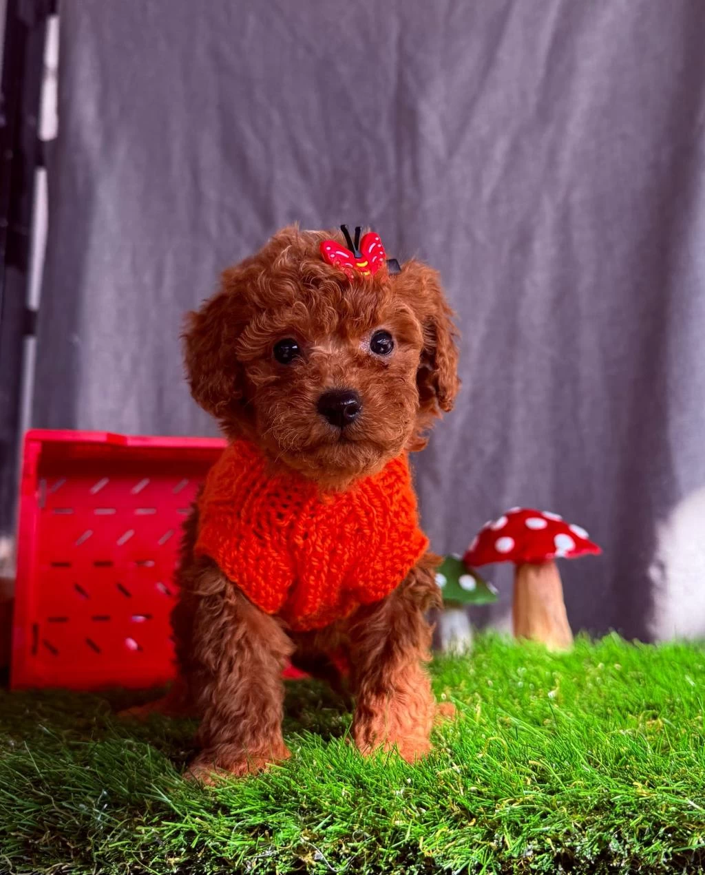 Safkan Toy Poodle Bebekler