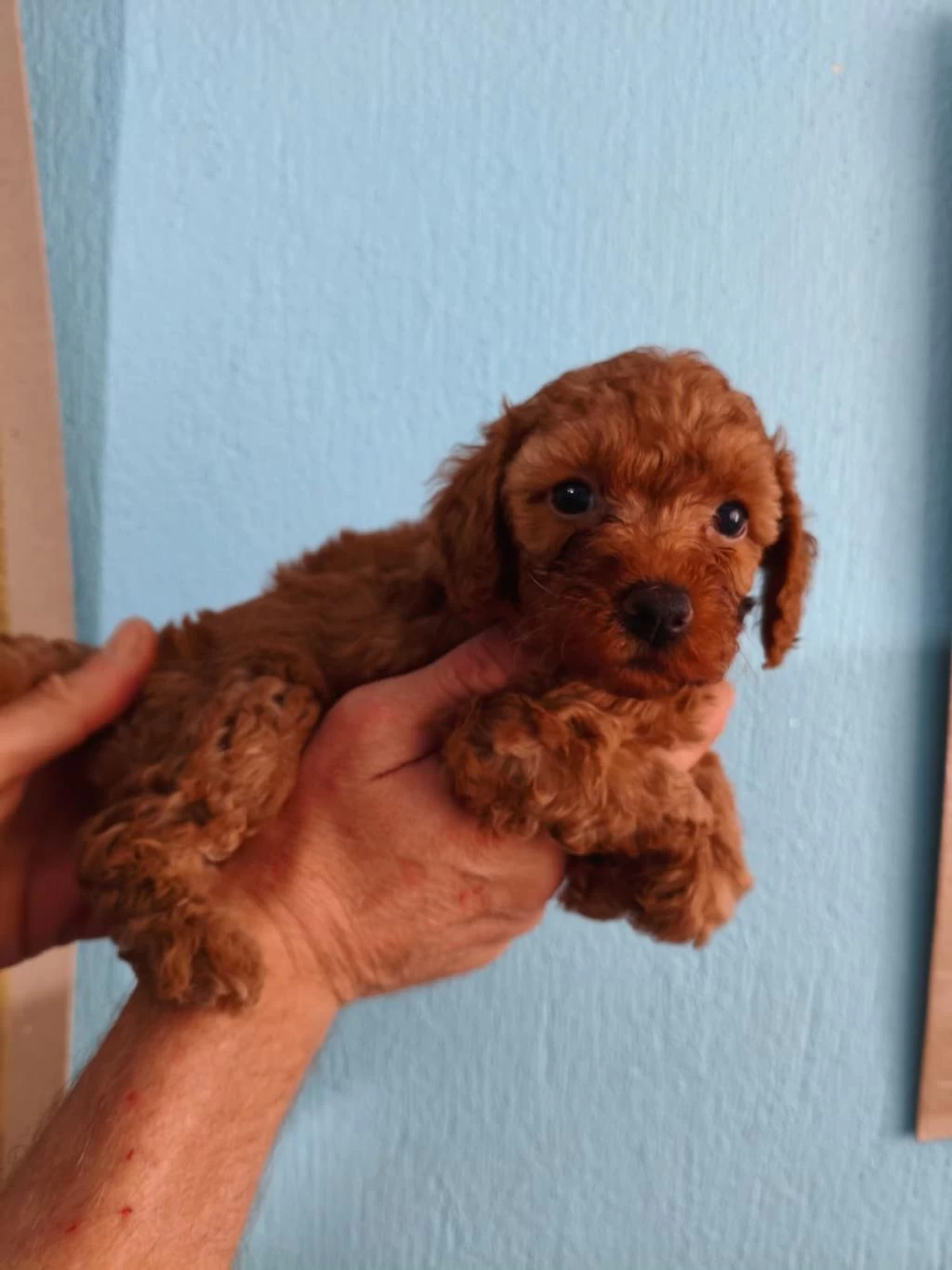 Toy Poodle Yavrular İrk Sağlık Garantili