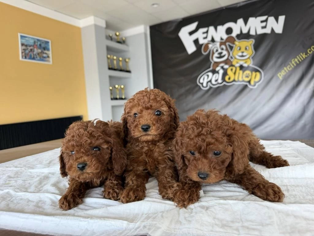 Tr Nin First Class Toy Poodle Yavrulari Ankara Mağazamzda