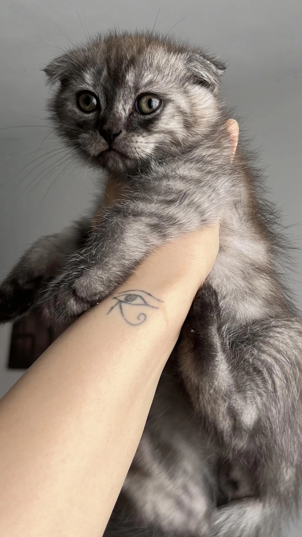 Yavru Scottish Fold Kedimiz İçin Ulaşın