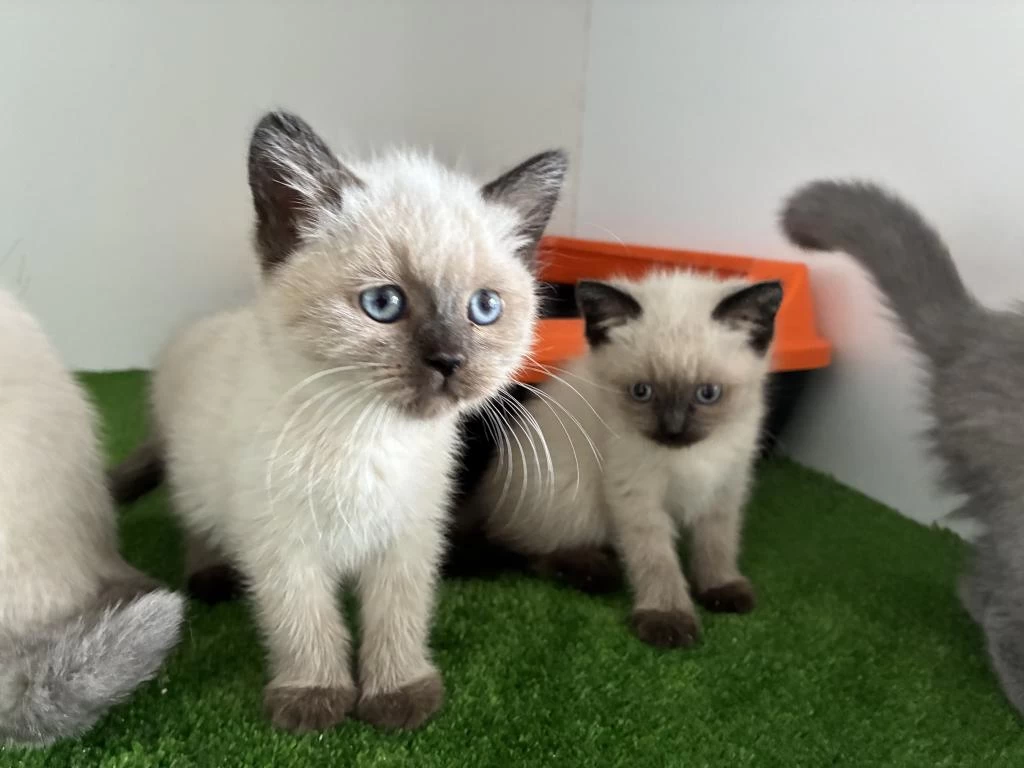 İrk Garantili Blupoint British Shorthair