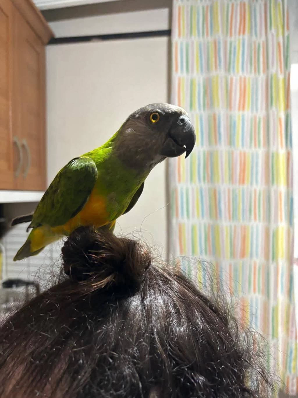 Acil Satılık Senegal Papağanı