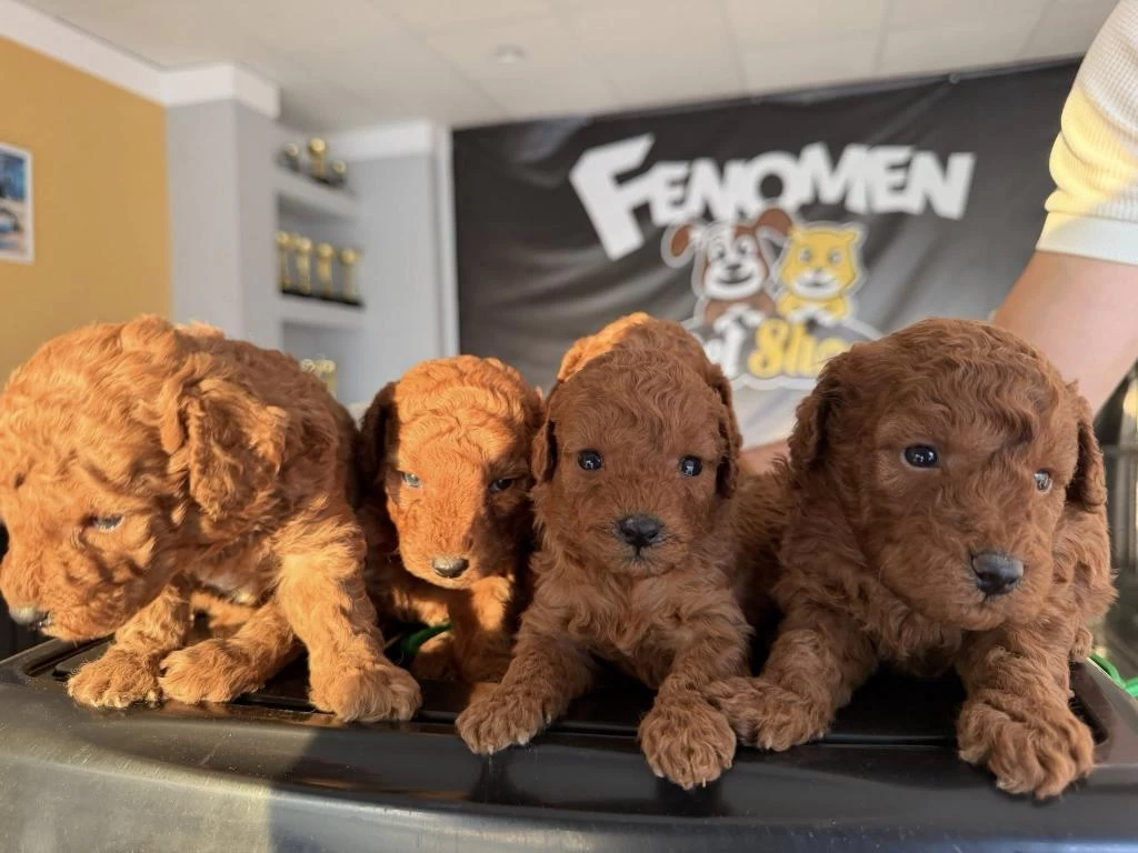 Shoooowwww Kalite Toy Poodle Yavrular Ankara Mağazamızda