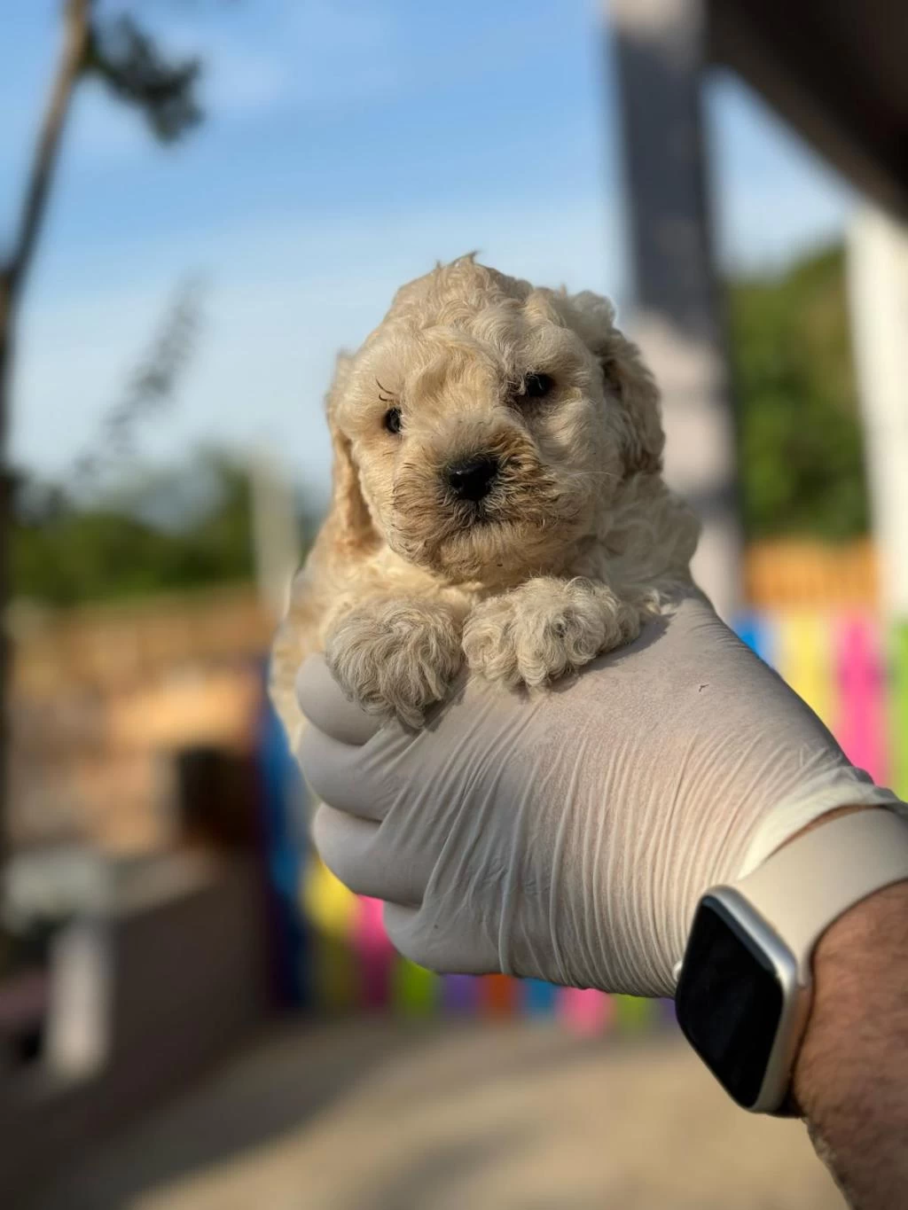 Maltipoo Kapıda Ödeme Ve Kredi Kartı İmkânı Mevcuttur
