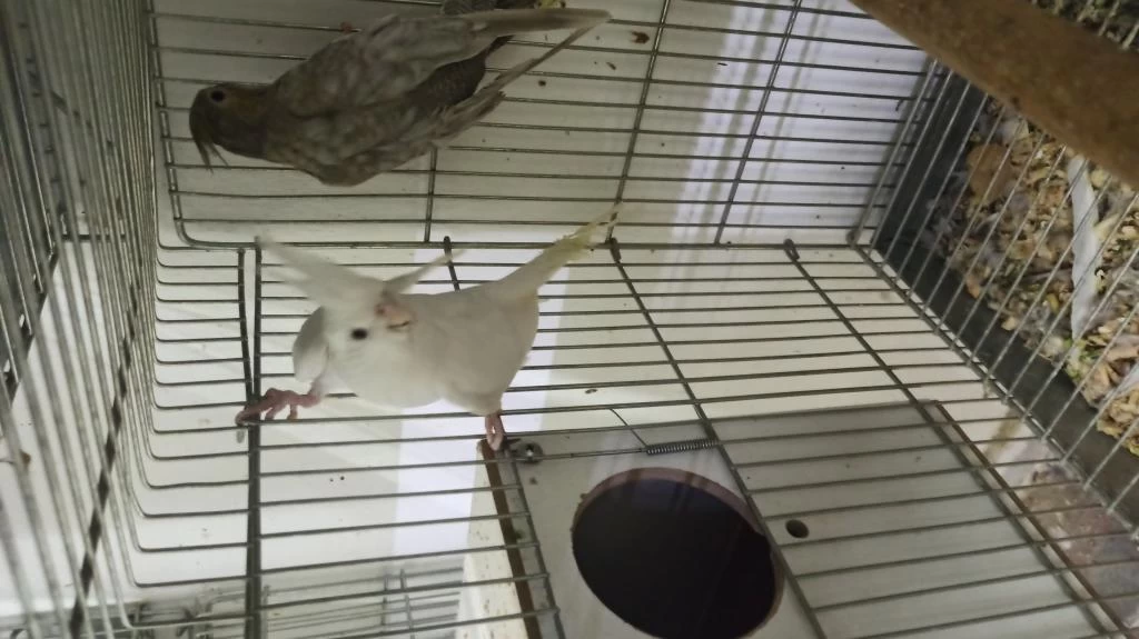 Albino Dişi Damızlık Sultan Papağanı