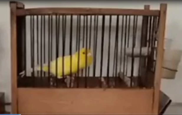 Orjinal Erkek Kanaryamız