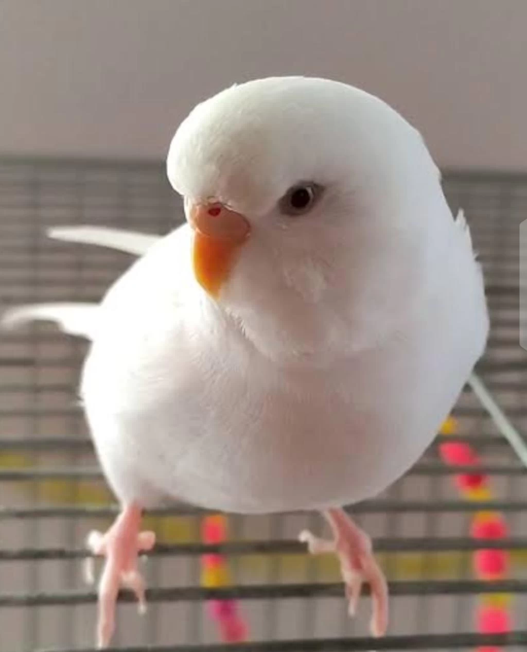 Yavru Albino Muhabbet Kuşum