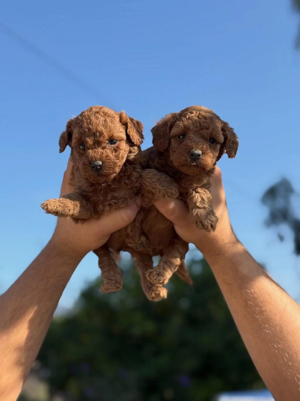 Teacup Korea Poodle Saglik Ve Kg Garantili Wc Egitimli