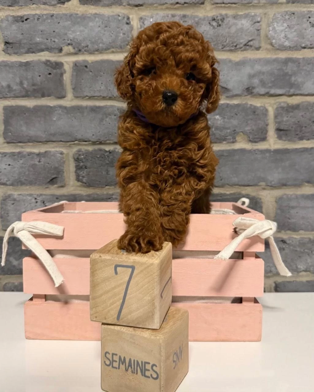 Denizli Merkez Teslime Hazir Poodle Yavrular