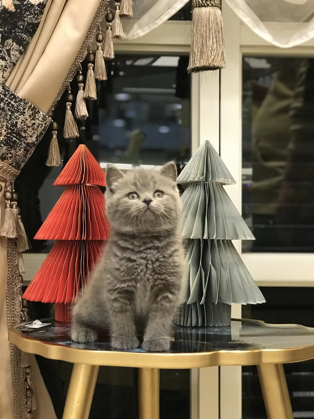 British Shorthair Gri Yavrularim