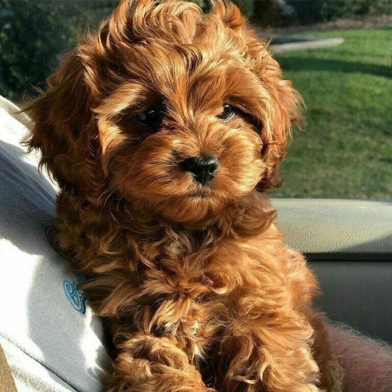Maltipoo Yavrularımız Sıfır Boy