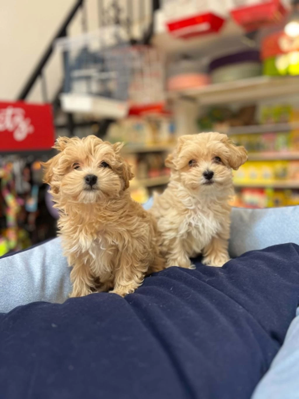 Tüy Dökmeyen Hipoalerjenik Saf Kan Maltipoo Yavrular