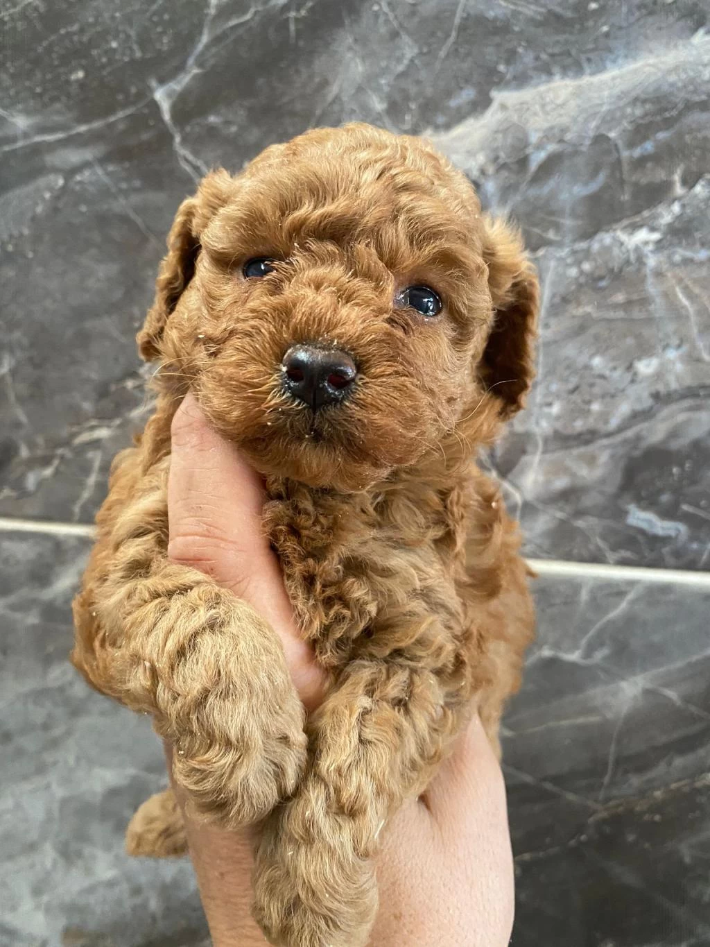 Orjinal Minyatür Toy Poodle Yavrular
