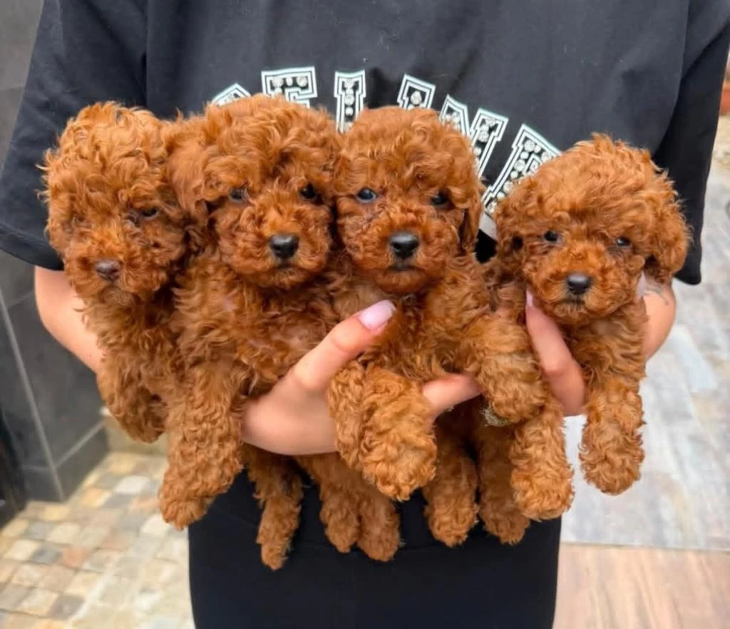 Toy Poodle İrk Garantili Yavrular