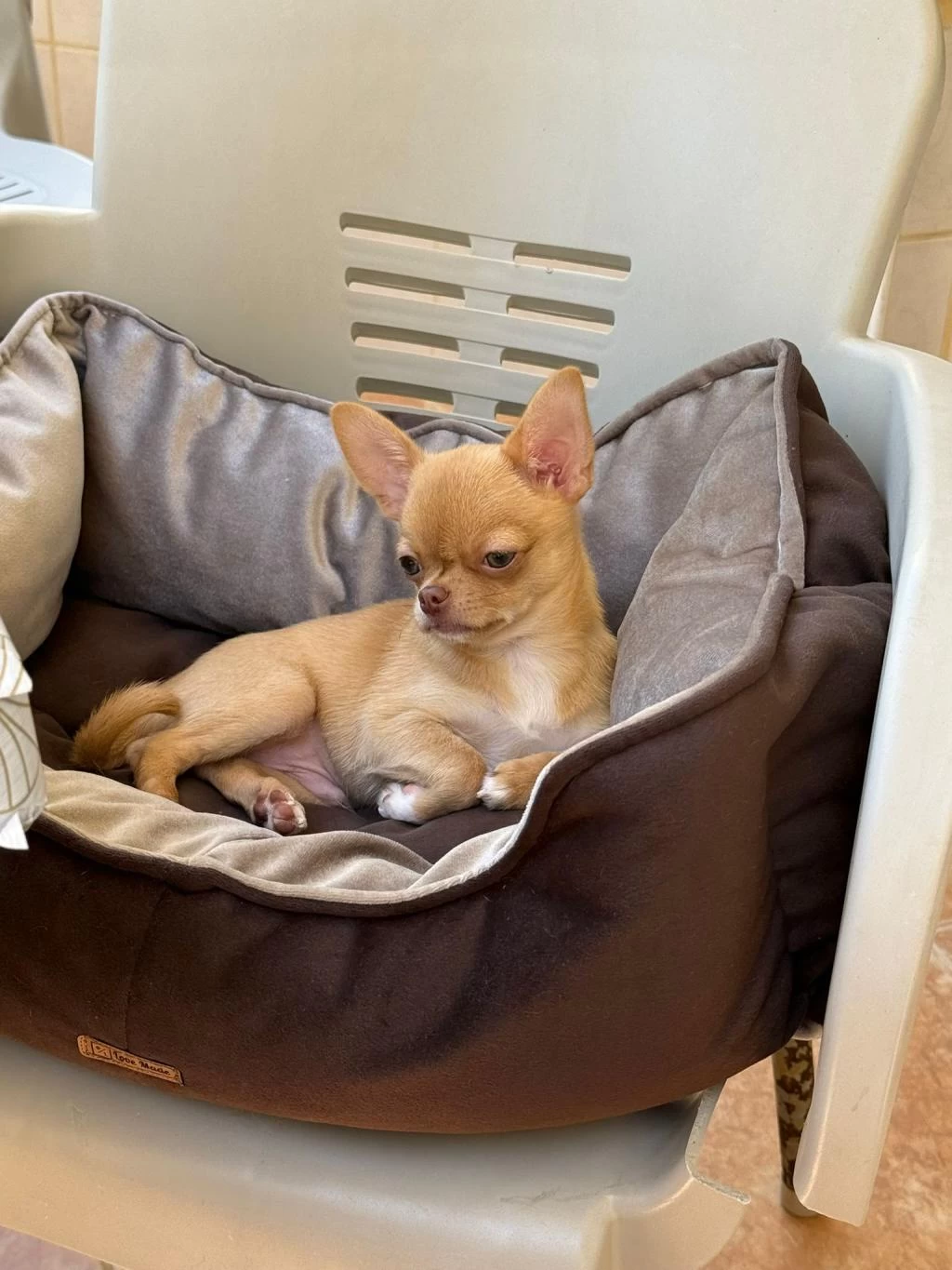 Üst Kaliteli Erkek Chihuahua