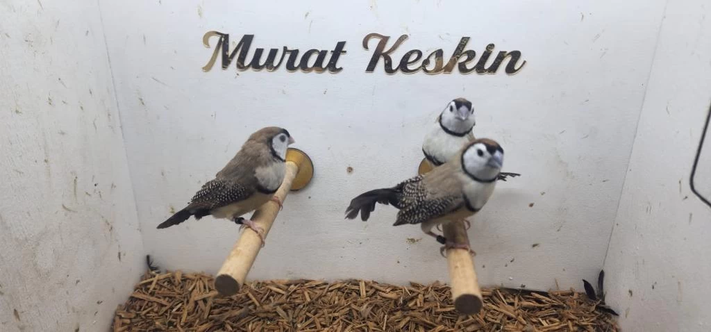 Genç Fawn Baykuş İspinozlar