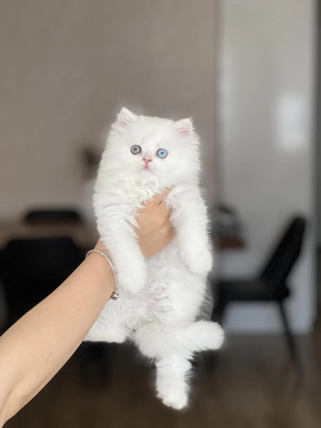 Eşsiz Göz Renginde British Longhair Yavrum
