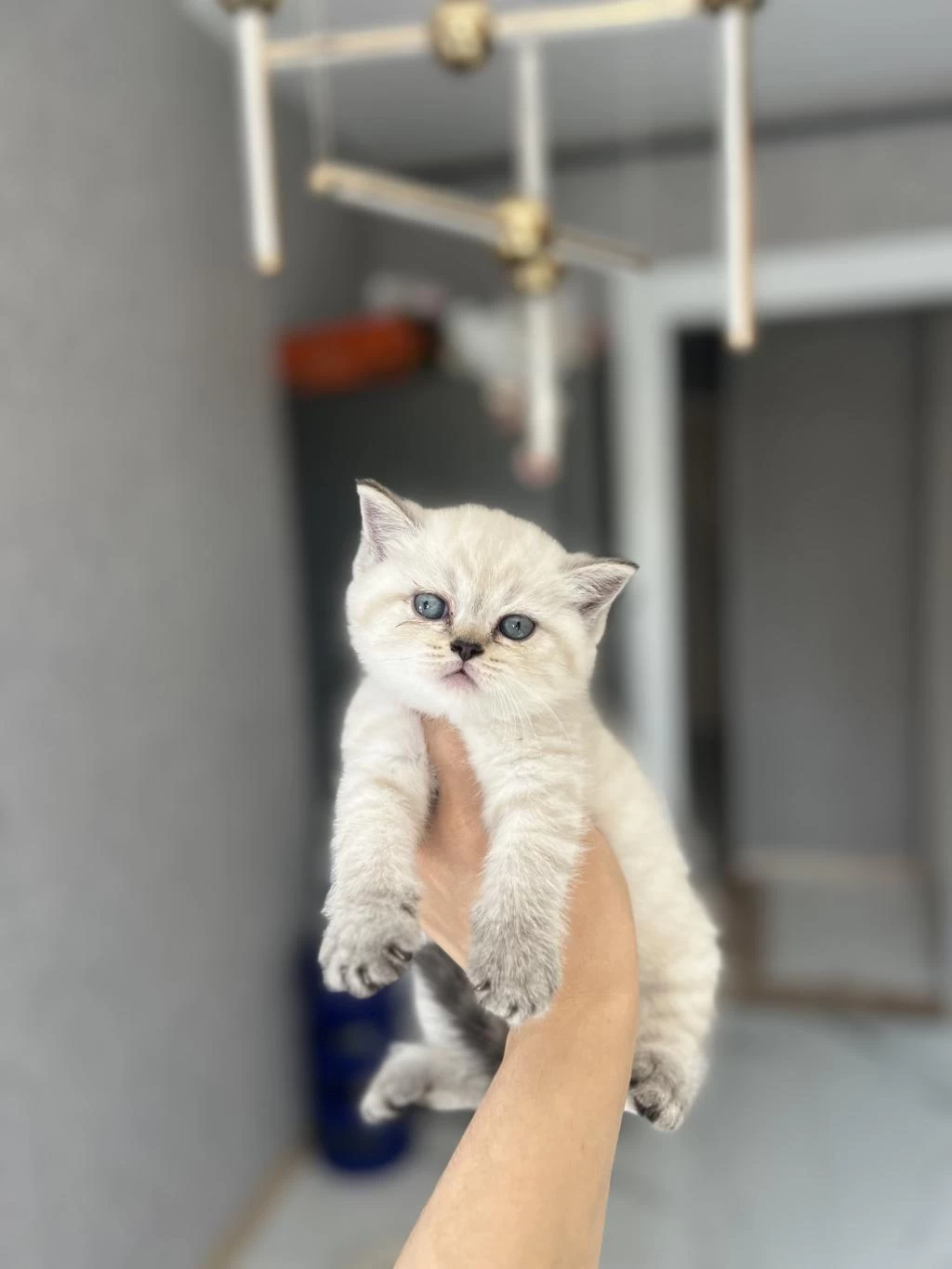 British Shorthair Silver Yavrularim