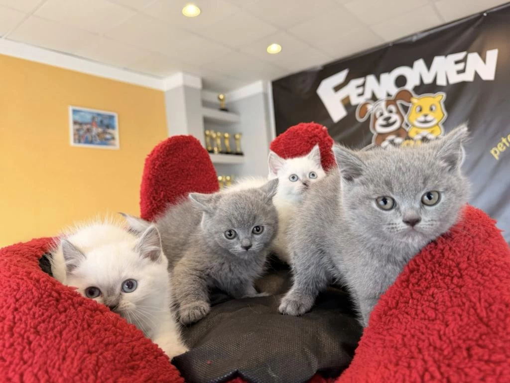 En Güzel British Shorthair Yavrulari Ankara