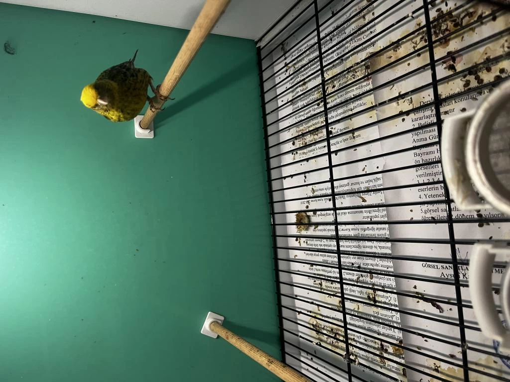 1 Erkek Ve 2 Dişi Golden Lizard Kanarya