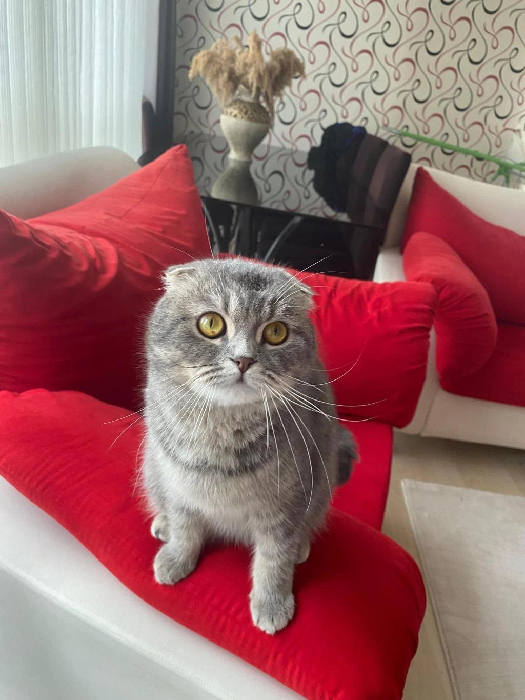 Ücretsiz Sahiplendirme Scottish Fold Kedisi