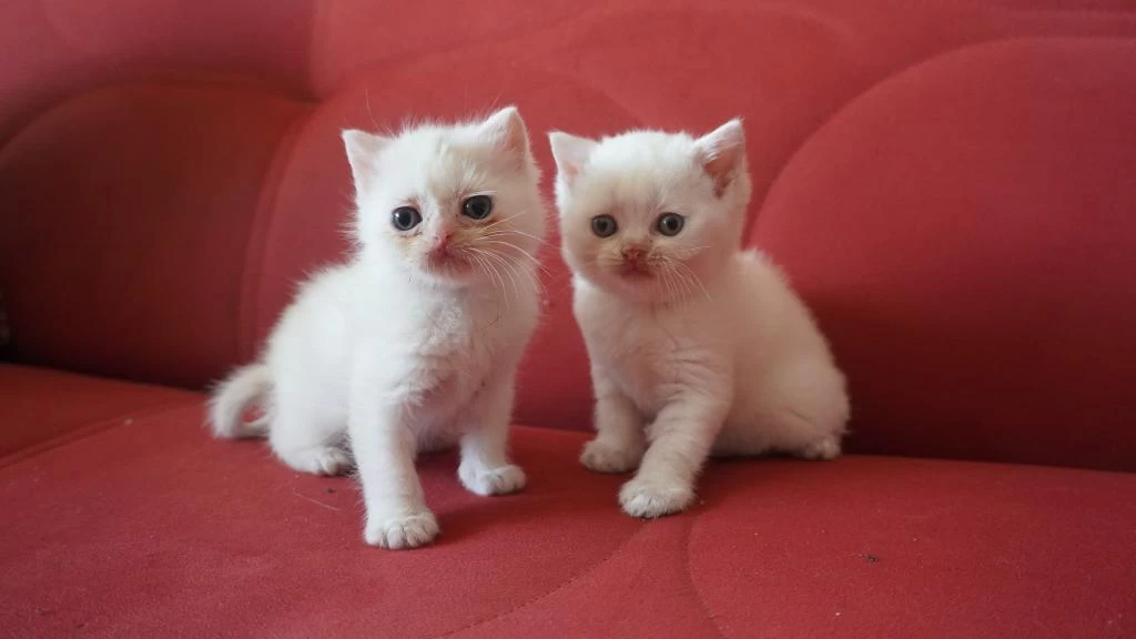 Safkan British Shorthair Blue Point Yavrular