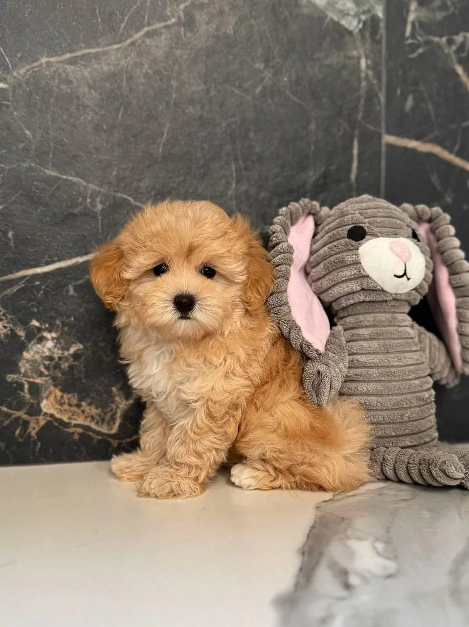 Kore Maltipoo Yavrular