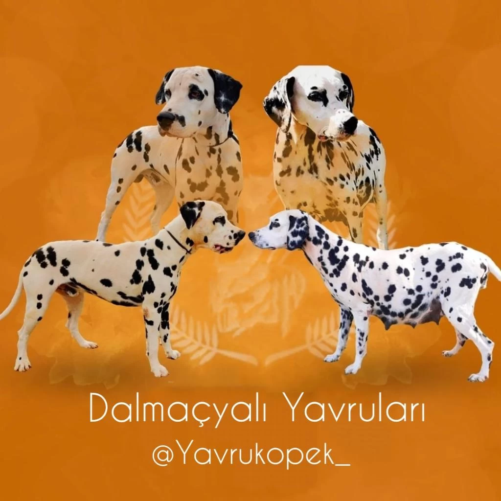 İrk Garantili Dalmaçyali Yavrulari