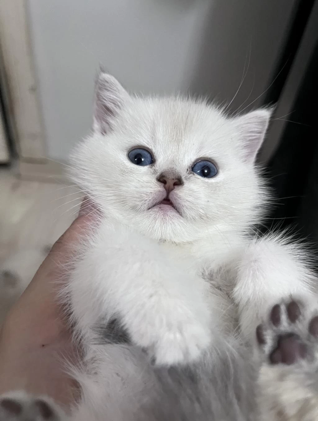 British Shorthair Erkek (açıklamayı Okuyunuz)