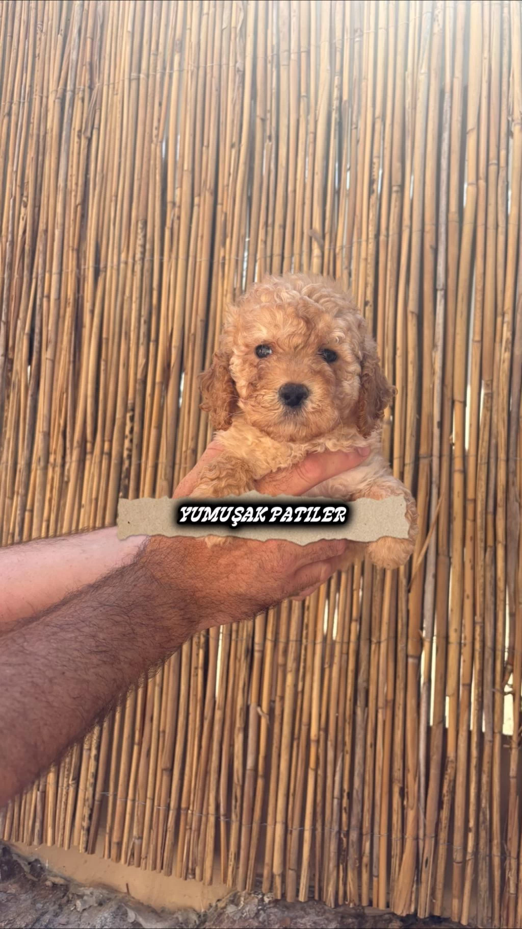 Sevimli İrk Toy Poodle