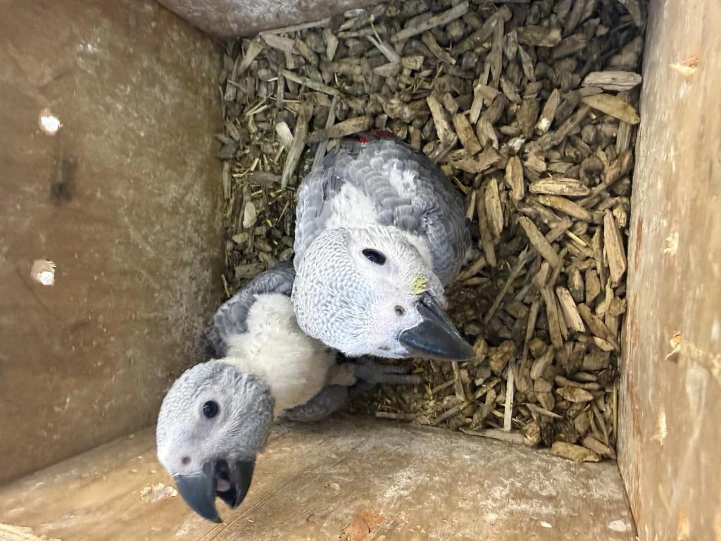 Evlat Arayanlara El Besleme Bebek Jakolar