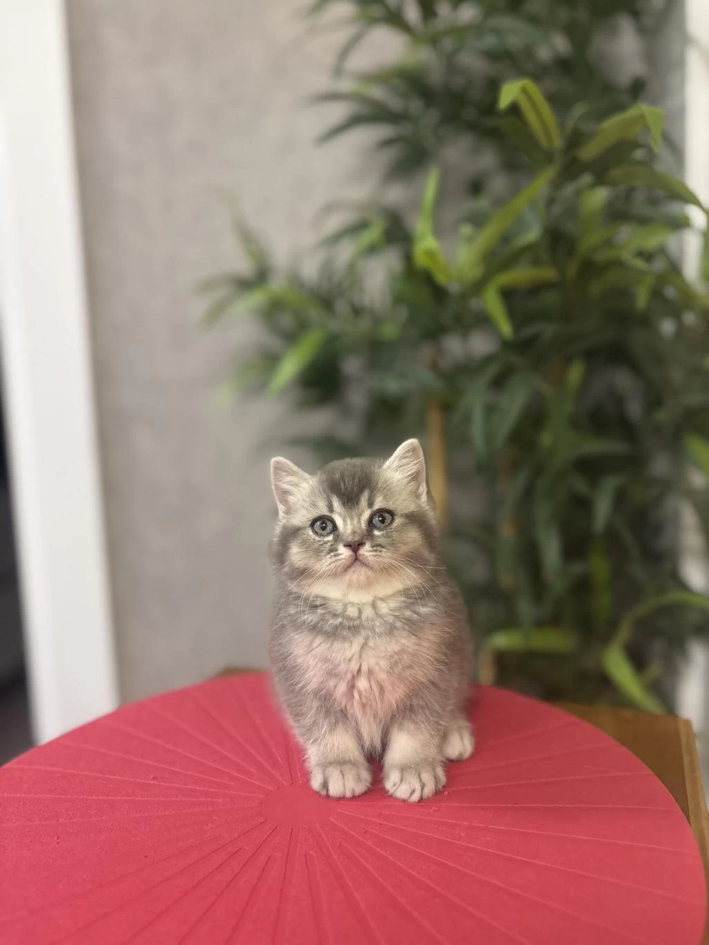 Güzeller Güzeli British Shorthair Yavrular