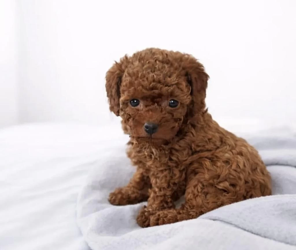Sağlıklı Toy Poodle Köpekler