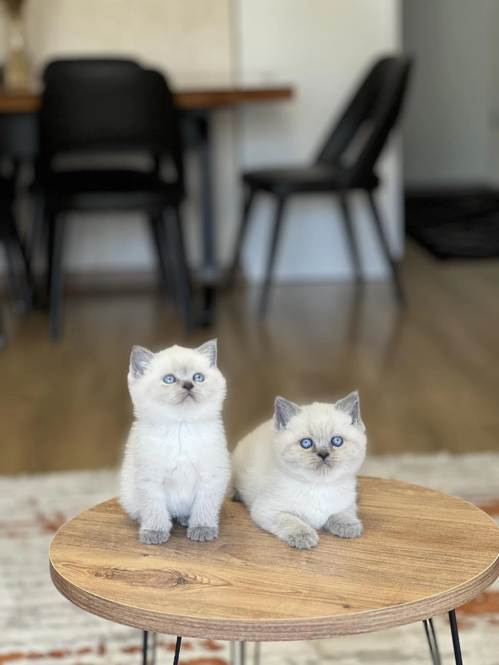 Sevecen Britiah Shorthair Blue Poimt Yavrum