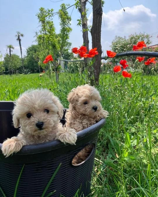 İrk Garantili Maltipoo Yavrulari